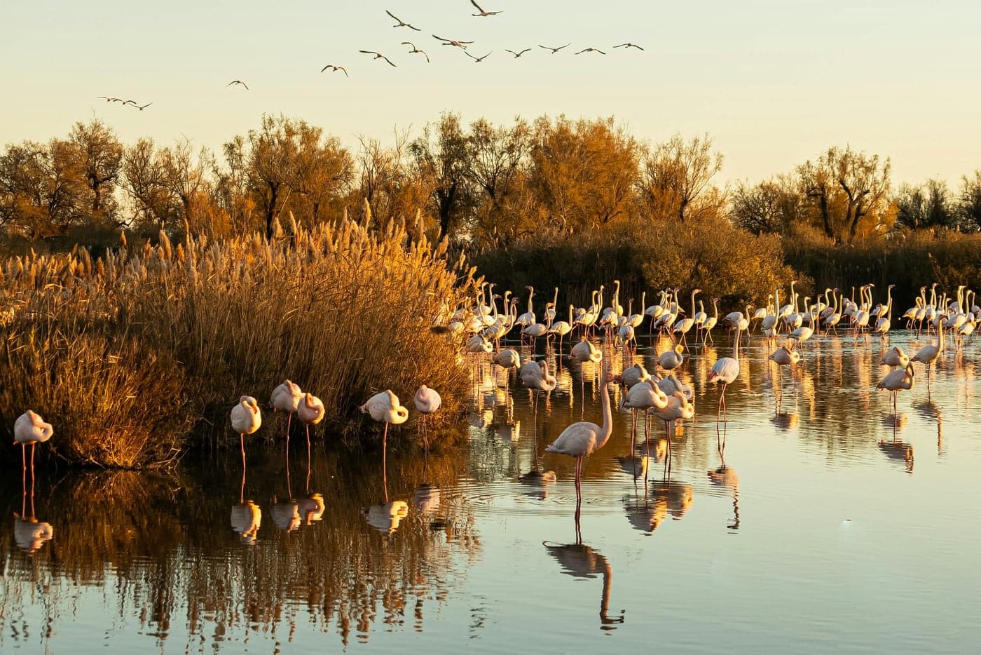 The Camargue: France's Wild Heart